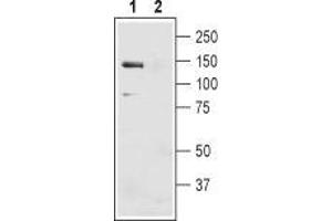 Western blot analysis of mouse liver membranes: - 1. (SLC4A4 antibody  (2nd Extracellular Loop))
