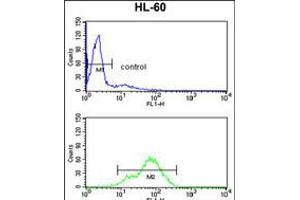 Flow cytometry analysis of HL-60 cells (bottom histogram) compared to a negative control cell (top histogram). (BAHD1 antibody  (C-Term))