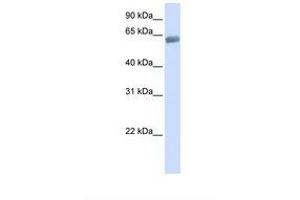SLC47A2 antibody  (C-Term)