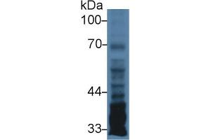 Western Blot; Sample: Human U87MG cell lysate; Primary Ab: 3µg/ml Rabbit Anti-Human PTX3 Antibody Second Ab: 0.