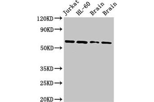 Arx antibody  (AA 381-460)
