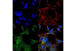 Immunocytochemistry/Immunofluorescence analysis using Rabbit Anti-ATG4A Polyclonal Antibody . (ATG4A antibody  (AA 58-70) (HRP))