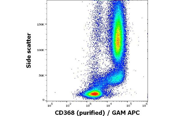 CLEC4D antibody