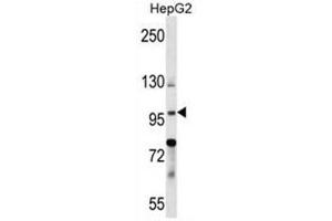 BNC1 Antibody (N-term) western blot analysis in HepG2 cell line lysates (35µg/lane). (Basonuclin 1 antibody  (N-Term))