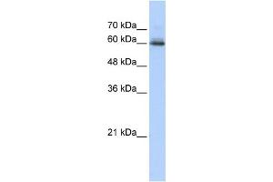 WB Suggested Anti-SEMA4F Antibody Titration:  0.