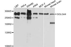 Western blot analysis of extracts of various cell lines, using GOLGA4 antibody (ABIN4903797) at 1:1000 dilution. (GOLGA4 antibody)