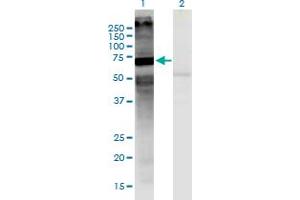 Western Blot analysis of MARS2 expression in transfected 293T cell line by MARS2 monoclonal antibody (M03), clone 7C3.