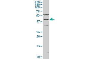 PAX2 monoclonal antibody (M02), clone 2E4 Western Blot analysis of PAX2 expression in PC-12 . (PAX2A antibody  (AA 194-303))