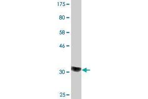 COQ2 antibody  (AA 84-132)