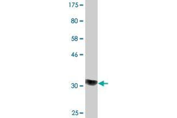 COQ2 antibody  (AA 84-132)