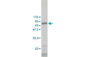 Western Blot detection against Immunogen (65. (LGALS8 antibody  (AA 1-358))