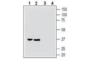 Western blot analysis of mouse brain membranes (lanes 1 and 3) and rat brain membranes (lanes 2 and 4):1-2. (G Protein-Coupled Receptor 35 (GPR35) Peptide)