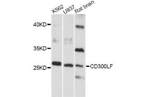 Western blot analysis of extracts of various cell lines, using CD300LF antibody (ABIN6293125) at 1:3000 dilution. (IREM1 antibody)
