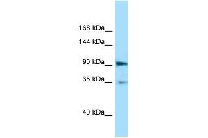 WB Suggested Anti-Epha4 Antibody Titration: 1.