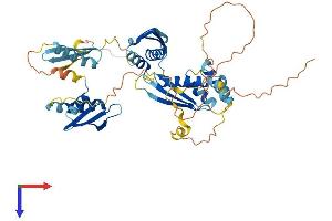 STAU1/Staufen Protein (AA 1-487) (His tag)