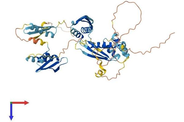 STAU1/Staufen Protein (AA 1-487) (His tag)