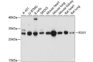 Western blot analysis of extracts of various cell lines using RSU1 Polyclonal Antibody at dilution of 1:1000. (RSU1 antibody)