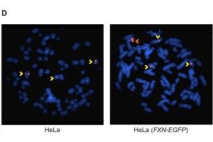 Fluorescence in situ hybridization (FISH) image for Goat anti-Mouse IgG (Heavy & Light Chain) antibody (TRITC) - Preadsorbed (ABIN101771)