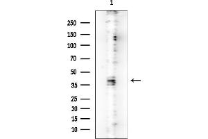 anti-Muscle-Related Coiled-Coil Protein (MURC) antibody