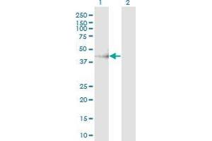 Western Blot analysis of CHST11 expression in transfected 293T cell line by CHST11 monoclonal antibody (M01), clone 4F1.