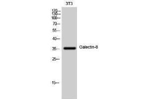 Western Blotting (WB) image for anti-Lectin, Galactoside-Binding, Soluble, 8 (LGALS8) (Internal Region) antibody (ABIN3184733) (LGALS8 antibody  (Internal Region))