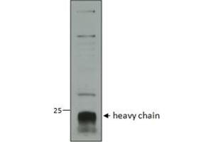 ABIN1590155 (1µg/ml) staining of Human Neutrophils lysate (35µg protein in RIPA buffer). (CTSC antibody  (AA 238-252))