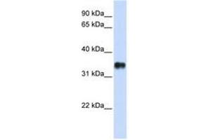 Image no. 1 for anti-Potassium Channel Tetramerisation Domain Containing 7 (KCTD7) (N-Term) antibody (ABIN6740422) (KCTD7 antibody  (N-Term))