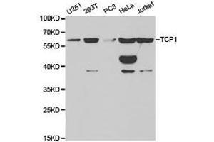 Western Blotting (WB) image for anti-T-Complex 1 (TCP1) antibody (ABIN1875045) (TCP1 alpha/CCTA antibody)