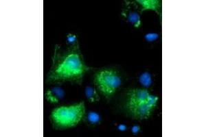 Anti-SLFNL1 mouse monoclonal antibody (ABIN2453652) immunofluorescent staining of COS7 cells transiently transfected by pCMV6-ENTRY SLFNL1 (RC205566). (Schlafen-Like 1 antibody)