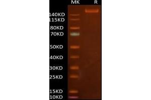 1 μg loaded Tris-Bis PAGE under reducing condition. (SARS-CoV-2 Spike Protein (Fc-Avi Tag))