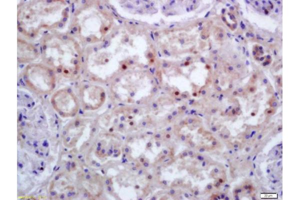 HOXC9 antibody  (AA 151-220)