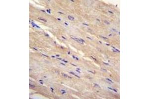 Formalin fixed and paraffin embedded human m. (FAM69B antibody  (N-Term))