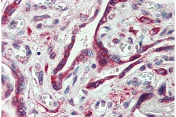 Embigin antibody  (C-Term)
