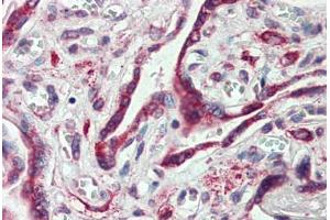 Anti-EMB antibody  ABIN960770 IHC staining of human placenta. (Embigin antibody  (C-Term))