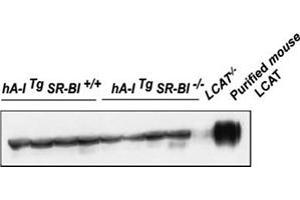 Western blot analysis of plasma LCAT protein mass using Lcat polyclonal antibody . (LCAT antibody)