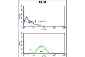 CNDP1 Antibody (C-term) (ABIN653113 and ABIN2842697) flow cytometry analysis of CEM cells (bottom histogram) compared to a negative control cell (top histogram).