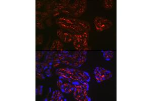 Immunofluorescence analysis of human placenta using FCGR2B Rabbit pAb (ABIN6131548, ABIN6140541, ABIN6140543 and ABIN6216224) at dilution of 1:150 (40x lens). (FCGR2B antibody)