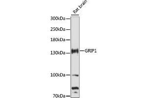 Western blot analysis of extracts of rat brain, using GRIP1 antibody (ABIN7267413) at 1:3000 dilution. (GRIP1 antibody  (AA 700-950))