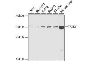Western blot analysis of extracts of various cell lines using TRIB3 Polyclonal Antibody at dilution of 1:1000. (TRIB3 antibody)