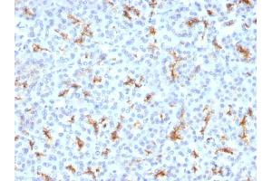 Formalin-fixed, paraffin-embedded human Pancreas stained with CFTR Monoclonal Antibody (CFTR/1342).