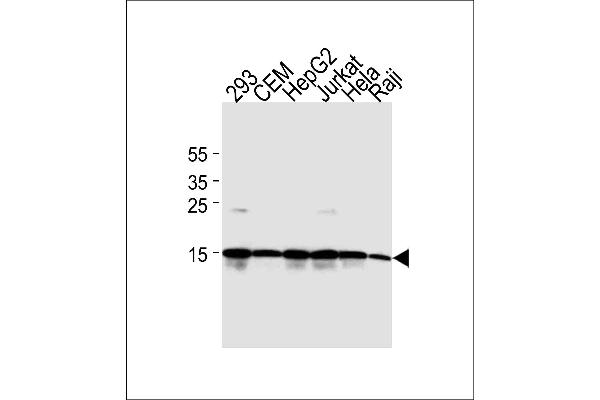 H2AFX anticorps  (C-Term)