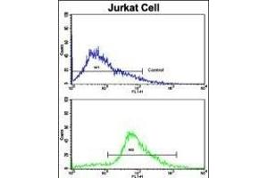 Flow cytometric analysis of jurkat cells using CDK2 Antibody (C-term)(bottom histogram) compared to a negative control cell (top histogram).