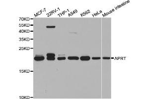 Western blot analysis of extracts of various cell lines, using APRT antibody (ABIN5973170) at 1/1000 dilution. (APRT antibody)