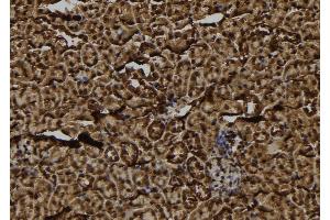 ABIN6278865 at 1/100 staining Mouse kidney tissue by IHC-P. (FKSG2 antibody)
