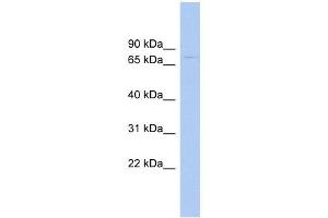 RAD17 antibody used at 1 ug/ml to detect target protein. (RAD17 antibody)