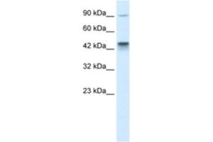 Western Blotting (WB) image for anti-Kinesin Family Member 3A (KIF3A) antibody (ABIN2460840) (KIF3A antibody)