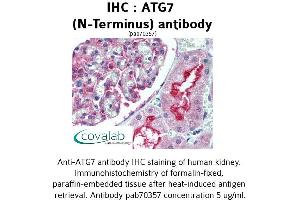 Image no. 1 for anti-ATG7 Autophagy Related 7 (ATG7) (N-Term) antibody (ABIN1732022) (ATG7 antibody  (N-Term))