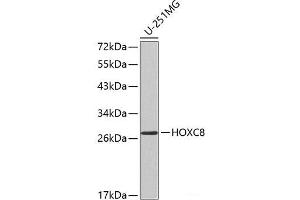 Western blot analysis of extracts of U-251MG cells using HOXC8 Polyclonal Antibody. (HOXC8 antibody)