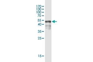 Western Blot detection against Immunogen (53. (WBSCR27 antibody  (AA 1-245))