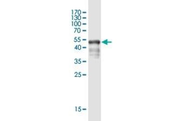 WBSCR27 antibody  (AA 1-245)